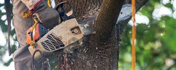 Professional Tree Care Services in Allendale, CA