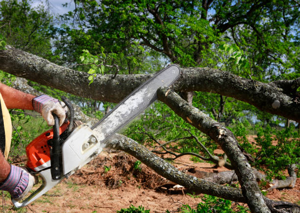 Best Tree Removal  in Allendale, CA